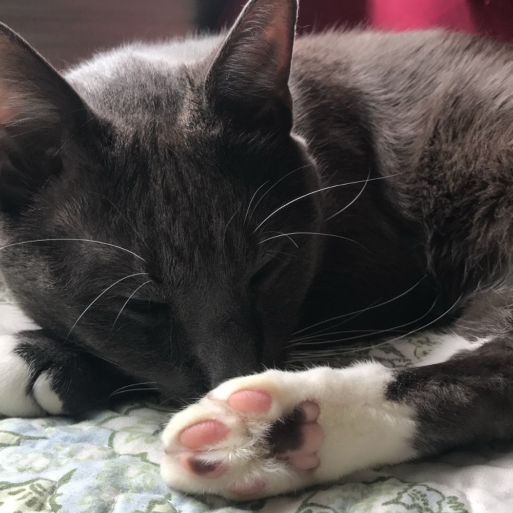 Funds for Sushi 🍣 and Beerus 🐈‍⬛ - Picture 11 of 13